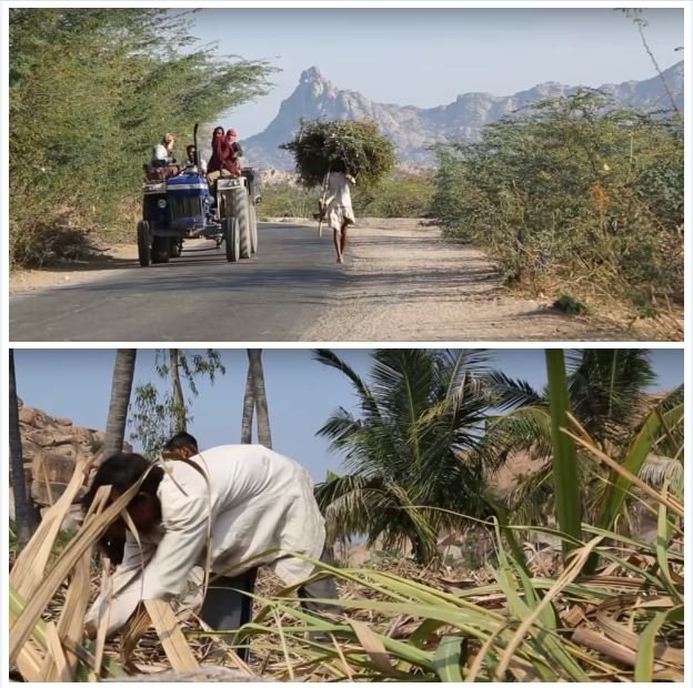 sugercane farmers